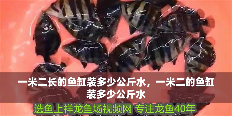 一米二長的魚缸裝多少公斤水，一米二的魚缸裝多少公斤水
