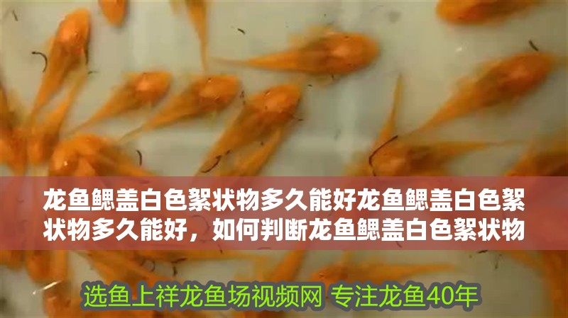 龍魚鰓蓋白色絮狀物多久能好龍魚鰓蓋白色絮狀物多久能好，如何判斷龍魚鰓蓋白色絮狀物多久能好？