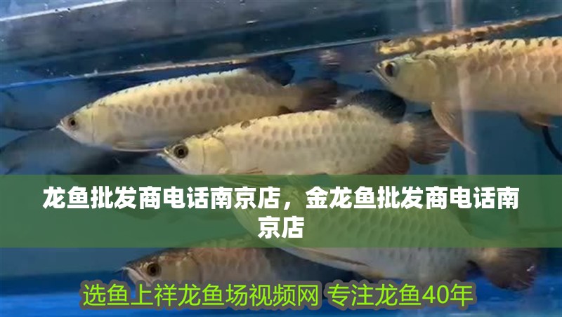 龍魚批發商電話南京店，金龍魚批發商電話南京店