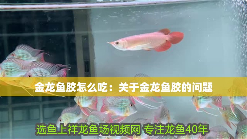 金龍魚膠怎么吃：關于金龍魚膠的問題