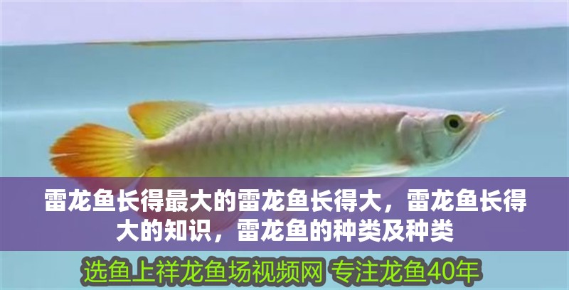 雷龍魚長得最大的雷龍魚長得大，雷龍魚長得大的知識，雷龍魚的種類及種類