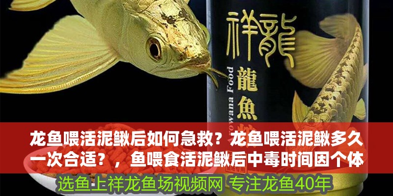 龍魚(yú)喂活泥鰍后如何急救？龍魚(yú)喂活泥鰍多久一次合適？，魚(yú)喂食活泥鰍后中毒時(shí)間因個(gè)體差異和處理方式不同