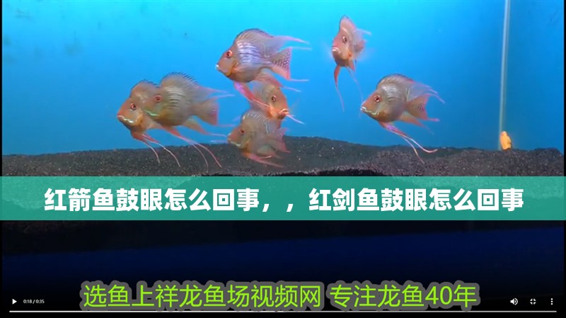紅箭魚鼓眼怎么回事，，紅劍魚鼓眼怎么回事