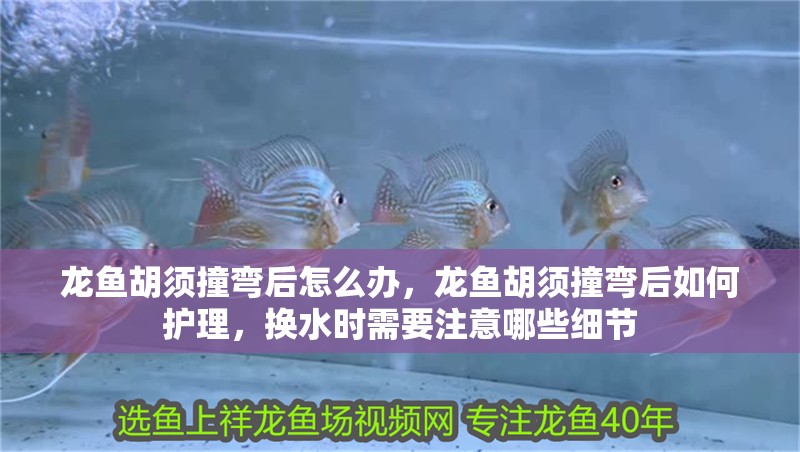 龍魚胡須撞彎后怎么辦，龍魚胡須撞彎后如何護理，換水時需要注意哪些細節