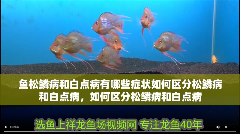 魚松鱗病和白點(diǎn)病有哪些癥狀如何區(qū)分松鱗病和白點(diǎn)病，如何區(qū)分松鱗病和白點(diǎn)病
