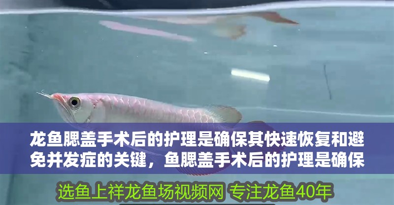 龍魚腮蓋手術后的護理是確保其快速恢復和避免并發癥的關鍵，魚腮蓋手術后的護理是確保其快速恢復和避免并發癥的關鍵