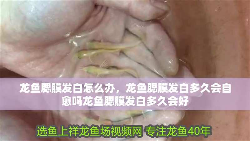 龍魚腮膜發白怎么辦，龍魚腮膜發白多久會自愈嗎龍魚腮膜發白多久會好