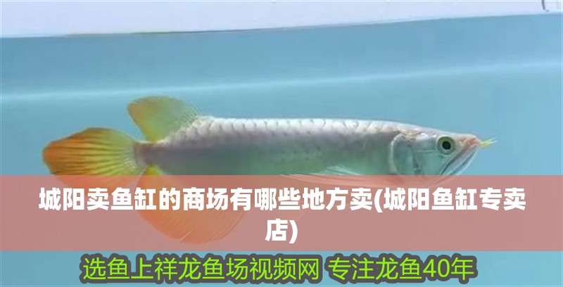 城陽賣魚缸的商場有哪些地方賣(城陽魚缸專賣店)
