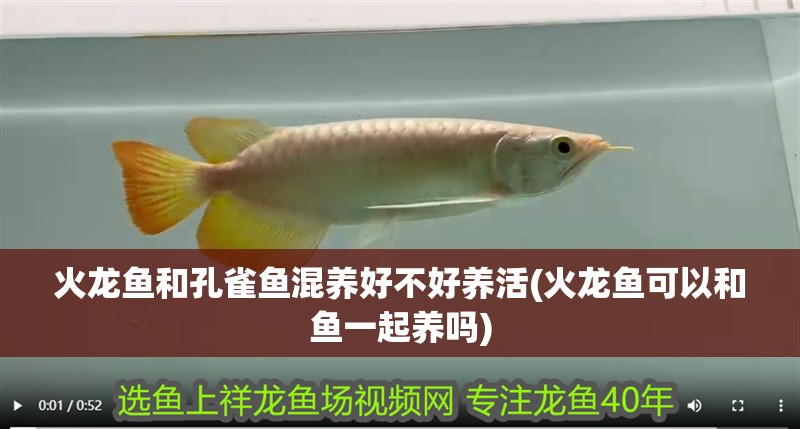 火龍魚和孔雀魚混養好不好養活(火龍魚可以和魚一起養嗎)