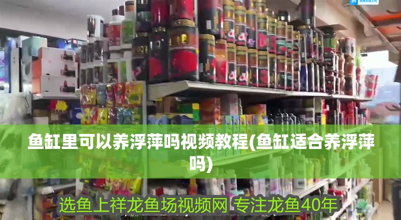 魚缸里可以養浮萍嗎視頻教程(魚缸適合養浮萍嗎) 魚缸里可以養浮萍嗎視頻教程(魚缸適合養浮萍嗎) 觀賞魚百科 第2張