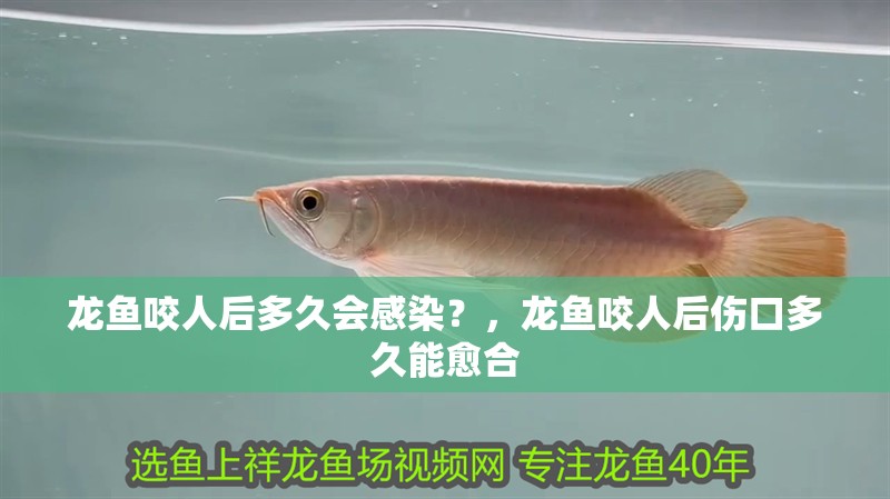龍魚咬人后多久會感染？，龍魚咬人后傷口多久能愈合
