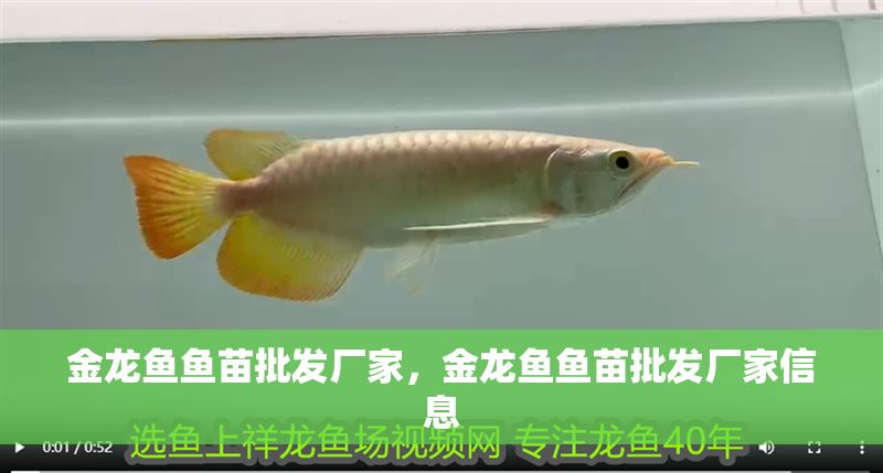 金龍魚魚苗批發廠家，金龍魚魚苗批發廠家信息