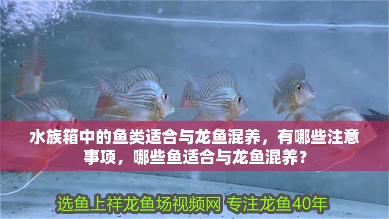 水族箱中的魚類適合與龍魚混養，有哪些注意事項，哪些魚適合與龍魚混養？