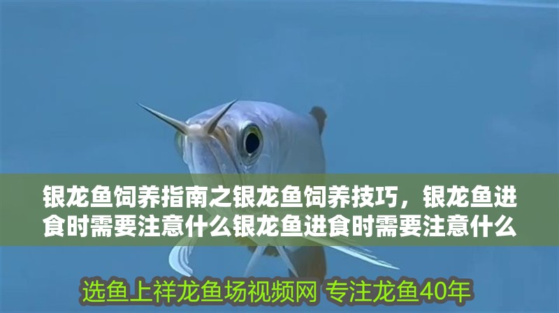 銀龍魚飼養指南之銀龍魚飼養技巧，銀龍魚進食時需要注意什么銀龍魚進食時需要注意什么