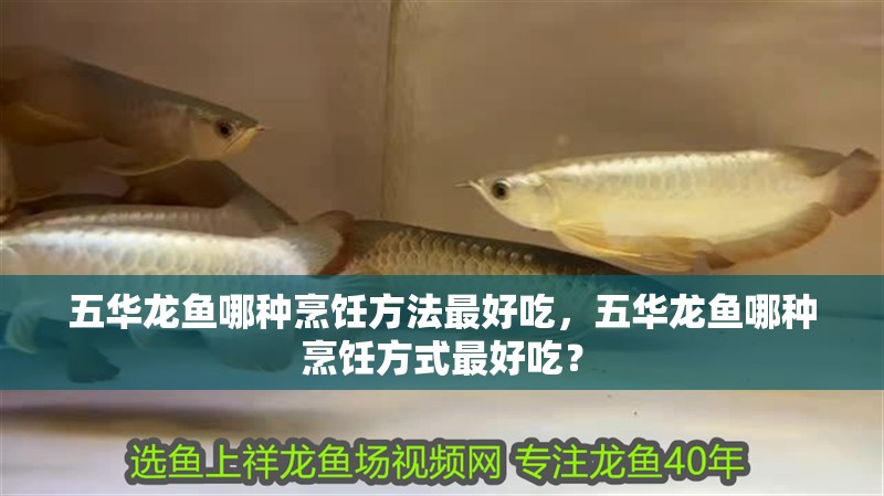 五華龍魚哪種烹飪方法最好吃，五華龍魚哪種烹飪方式最好吃？ 五華龍魚哪種烹飪方法最好吃，五華龍魚哪種烹飪方式最好吃？ 龍魚百科
