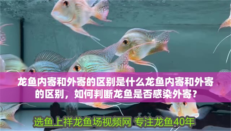 龍魚內寄和外寄的區別是什么龍魚內寄和外寄的區別，如何判斷龍魚是否感染外寄？