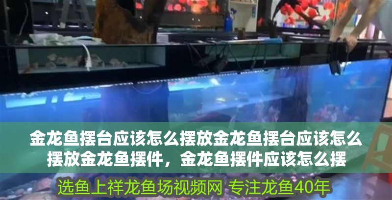 金龍魚擺臺應該怎么擺放金龍魚擺臺應該怎么擺放金龍魚擺件，金龍魚擺件應該怎么擺 金龍魚擺臺應該怎么擺放金龍魚擺臺應該怎么擺放金龍魚擺件，金龍魚擺件應該怎么擺 觀賞魚百科