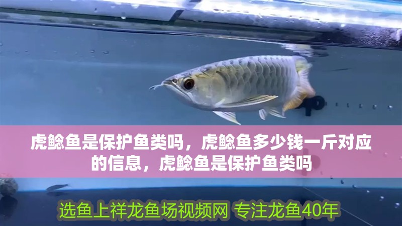 虎鯰魚是保護(hù)魚類嗎，虎鯰魚多少錢一斤對(duì)應(yīng)的信息，虎鯰魚是保護(hù)魚類嗎