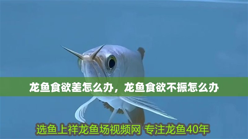 龍魚食欲差怎么辦，龍魚食欲不振怎么辦