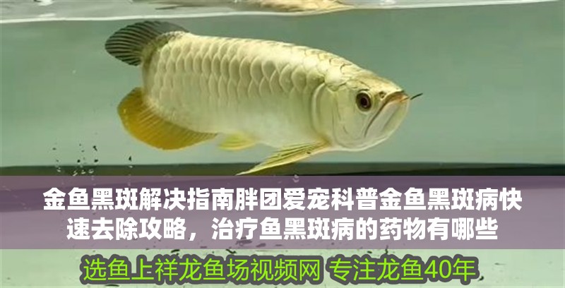 金魚黑斑解決指南胖團愛寵科普金魚黑斑病快速去除攻略，治療魚黑斑病的藥物有哪些