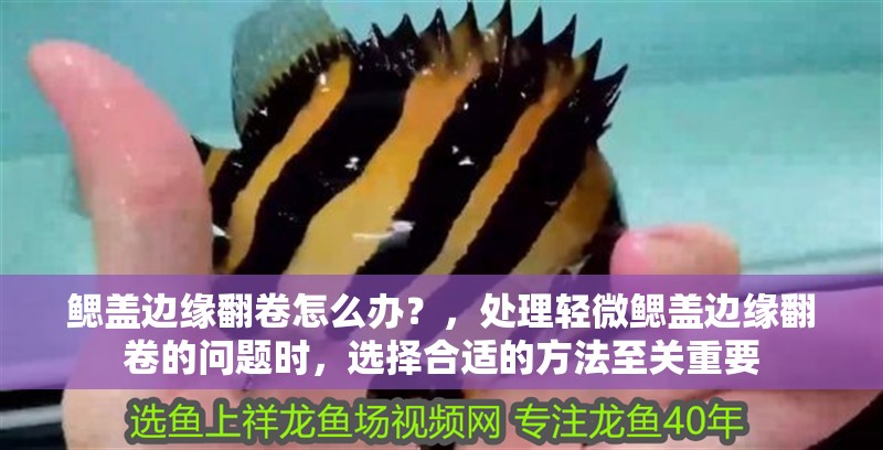 鰓蓋邊緣翻卷怎么辦？，處理輕微鰓蓋邊緣翻卷的問題時，選擇合適的方法至關重要 鰓蓋邊緣翻卷怎么辦？，處理輕微鰓蓋邊緣翻卷的問題時，選擇合適的方法至關重要 龍魚百科 第1張