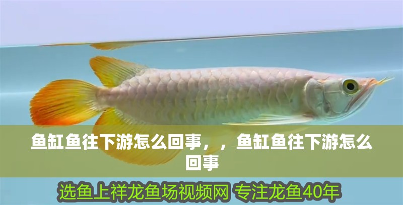 魚(yú)缸魚(yú)往下游怎么回事，，魚(yú)缸魚(yú)往下游怎么回事
