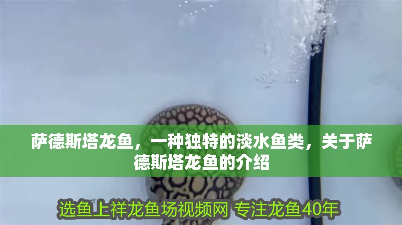 薩德斯塔龍魚，一種獨(dú)特的淡水魚類，關(guān)于薩德斯塔龍魚的介紹