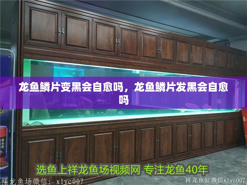 龍魚鱗片變黑會自愈嗎，龍魚鱗片發黑會自愈嗎