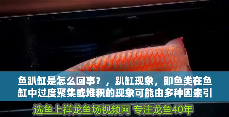 魚趴缸是怎么回事？，趴缸現象，即魚類在魚缸中過度聚集或堆積的現象可能由多種因素引起