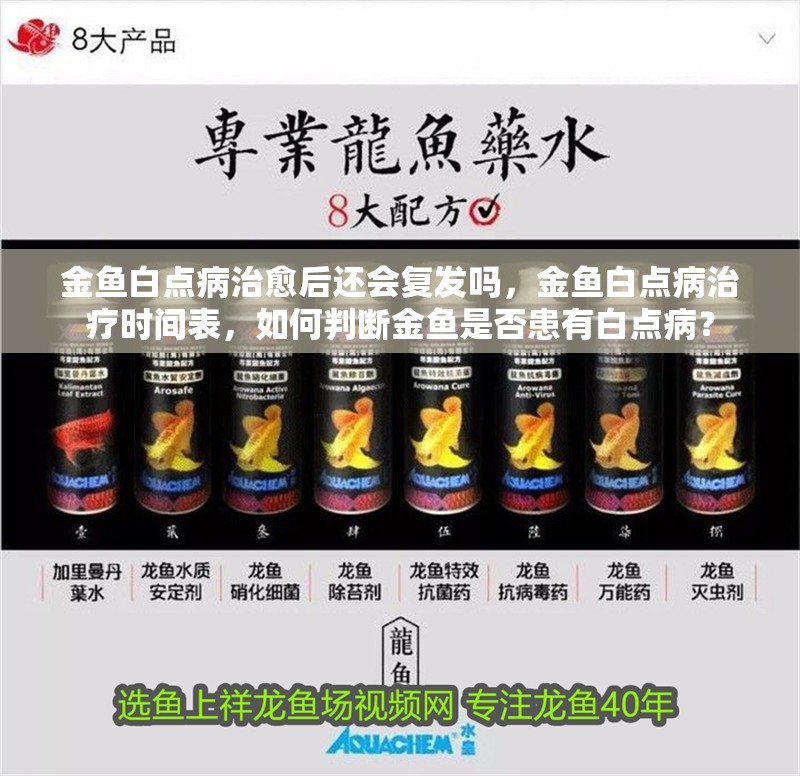 金魚白點病治愈后還會復發嗎，金魚白點病治療時間表，如何判斷金魚是否患有白點病？