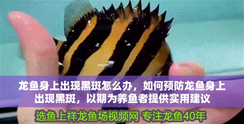 龍魚身上出現黑斑怎么辦，如何預防龍魚身上出現黑斑，以期為養(yǎng)魚者提供實用建議