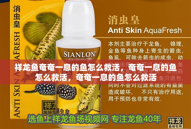 祥龍魚奄奄一息的魚怎么救活，奄奄一息的魚怎么救活，奄奄一息的魚怎么救活