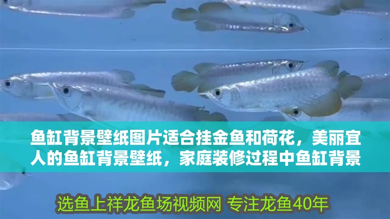 魚缸背景壁紙圖片適合掛金魚和荷花,美麗宜人的魚缸背景壁紙,家庭裝修過程中魚缸背景壁紙的選擇 觀賞魚百科 第2張 魚缸背景壁紙圖片適合掛金魚和荷花,美麗宜人的魚缸背景壁紙,家庭裝修過程中魚缸背景壁紙的選擇 魚缸背景壁紙圖片適合掛金魚和荷花,美麗宜人的魚缸背景壁紙,家庭裝修過程中魚缸背景壁紙的選擇 觀賞魚百科 第2張