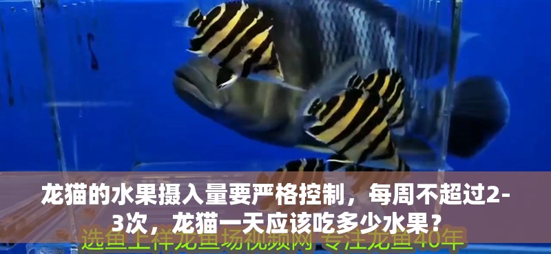 龍貓的水果攝入量要嚴格控制，每周不超過2-3次，龍貓一天應該吃多少水果？