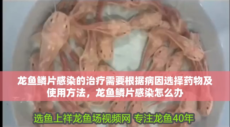 龍魚鱗片感染的治療需要根據病因選擇藥物及使用方法，龍魚鱗片感染怎么辦