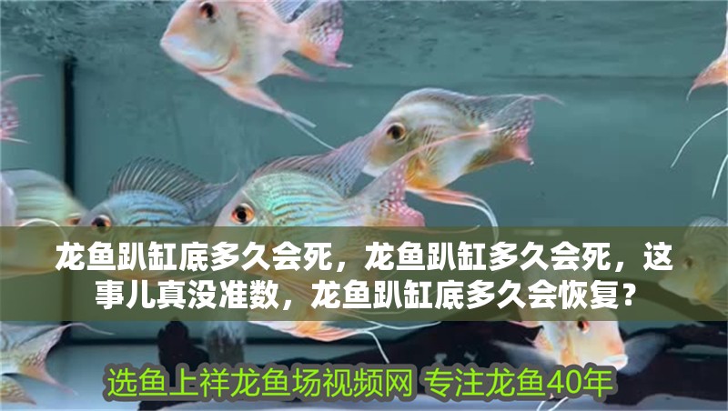 龍魚趴缸底多久會死，龍魚趴缸多久會死，這事兒真沒準數，龍魚趴缸底多久會恢復？