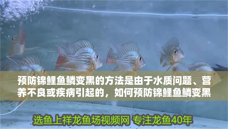預防錦鯉魚鱗變黑的方法是由于水質問題、營養不良或疾病引起的，如何預防錦鯉魚鱗變黑 預防錦鯉魚鱗變黑的方法是由于水質問題、營養不良或疾病引起的，如何預防錦鯉魚鱗變黑 龍魚百科