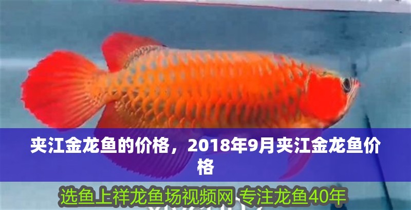 夾江金龍魚的價格，2018年9月夾江金龍魚價格