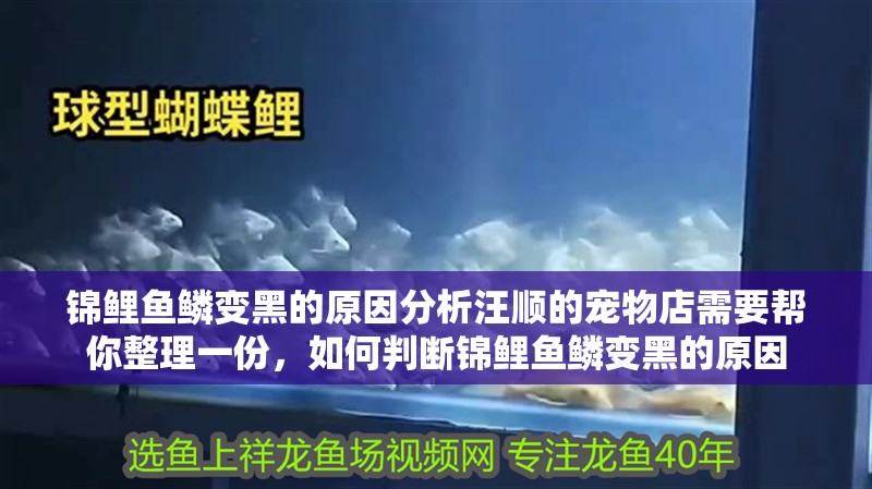 錦鯉魚鱗變黑的原因分析汪順的寵物店需要幫你整理一份，如何判斷錦鯉魚鱗變黑的原因