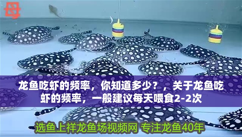 龍魚吃蝦的頻率，你知道多少？，關于龍魚吃蝦的頻率，一般建議每天喂食2-2次
