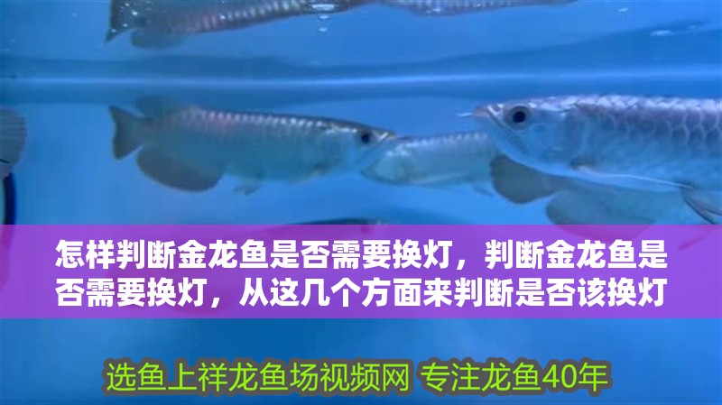 怎樣判斷金龍魚是否需要換燈，判斷金龍魚是否需要換燈，從這幾個方面來判斷是否該換燈
