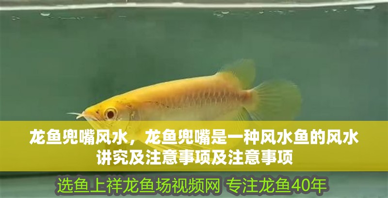 龍魚兜嘴風水，龍魚兜嘴是一種風水魚的風水講究及注意事項及注意事項