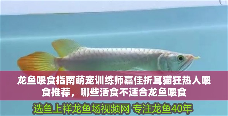 龍魚喂食指南萌寵訓練師嘉佳折耳貓狂熱人喂食推薦，哪些活食不適合龍魚喂食