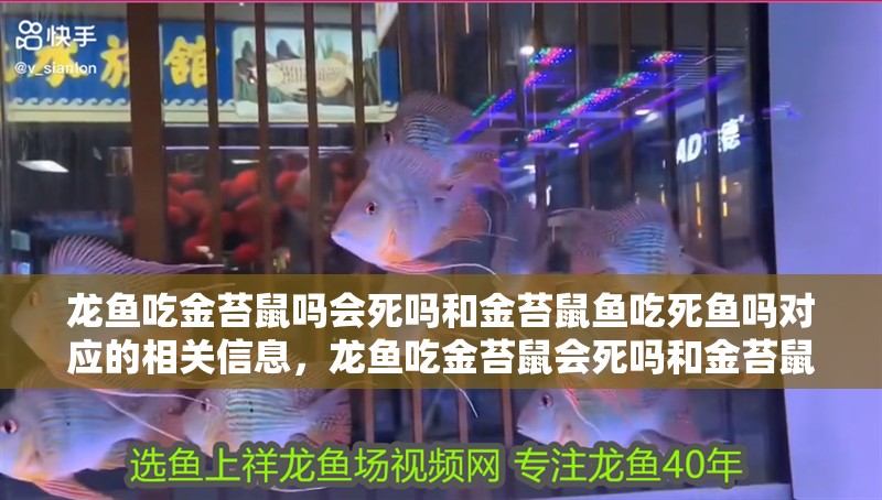 龍魚吃金苔鼠嗎會死嗎和金苔鼠魚吃死魚嗎對應的相關信息，龍魚吃金苔鼠會死嗎和金苔鼠魚吃死魚嗎，對應的信息