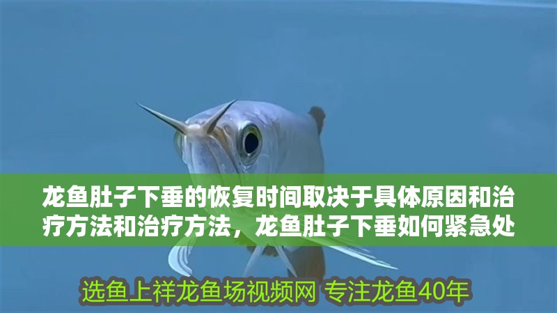 龍魚肚子下垂的恢復時間取決于具體原因和治療方法和治療方法，龍魚肚子下垂如何緊急處理？
