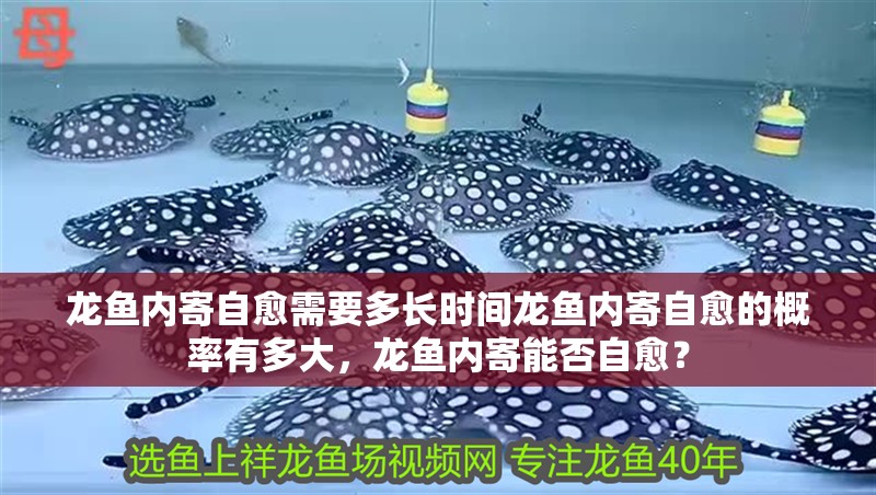 龍魚內(nèi)寄自愈需要多長時間龍魚內(nèi)寄自愈的概率有多大，龍魚內(nèi)寄能否自愈？ 龍魚內(nèi)寄自愈需要多長時間龍魚內(nèi)寄自愈的概率有多大，龍魚內(nèi)寄能否自愈？ 龍魚百科 第3張