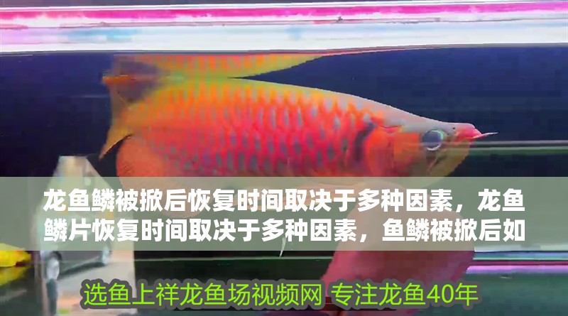 龍魚鱗被掀后恢復時間取決于多種因素，龍魚鱗片恢復時間取決于多種因素，魚鱗被掀后如何護理？