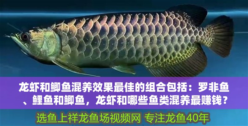 龍蝦和鯽魚混養效果最佳的組合包括：羅非魚、鯉魚和鯽魚，龍蝦和哪些魚類混養最賺錢？