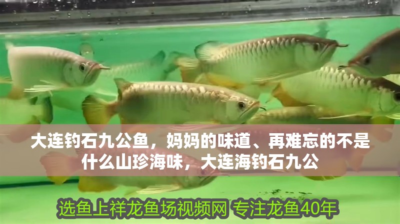 大連釣石九公魚，媽媽的味道、再難忘的不是什么山珍海味，大連海釣石九公