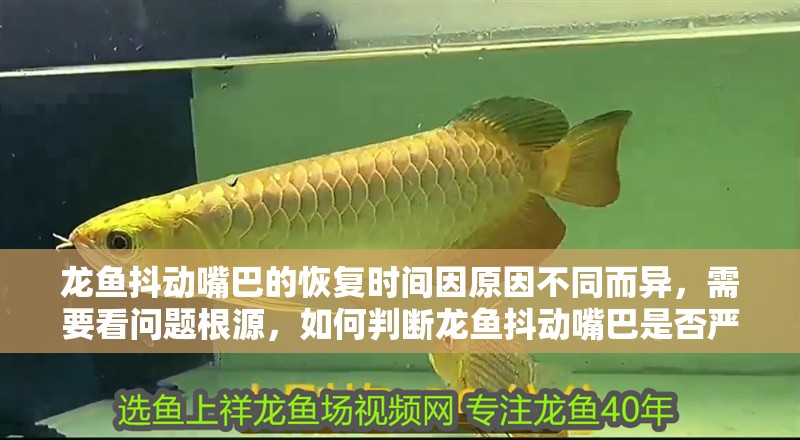 龍魚抖動嘴巴的恢復(fù)時間因原因不同而異，需要看問題根源，如何判斷龍魚抖動嘴巴是否嚴重